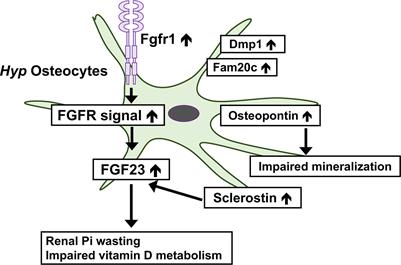 Osteocytes and the pathogenesis of hypophosphatemic rickets